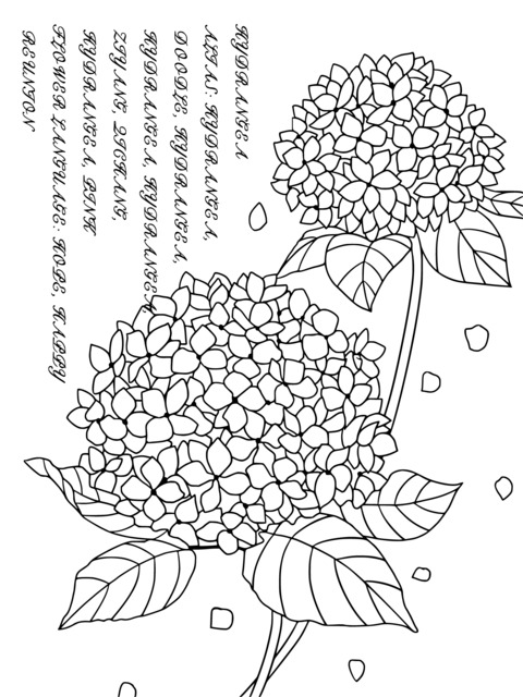 Página de Colorir de Hortênsias: Dois Gorgosos Padrões de Hortênsias