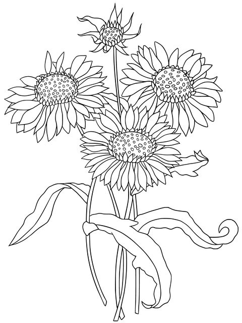 Ilustración de Girasoles