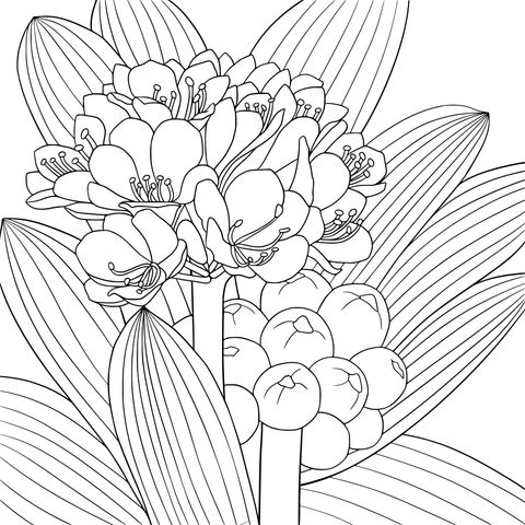 Beautiful Yellow Flower Coloring Page