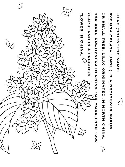 Lilac Coloring Page