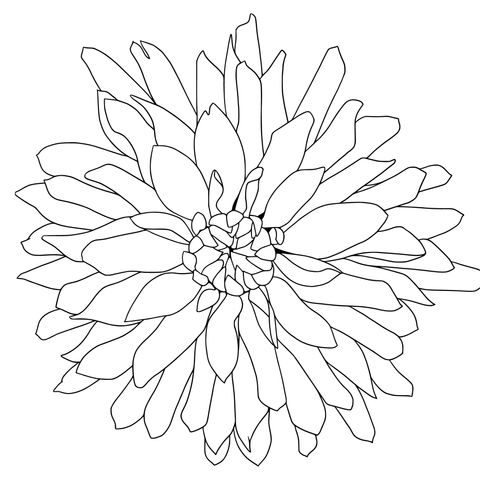 Dreamy Purple Dahlia Coloring Page