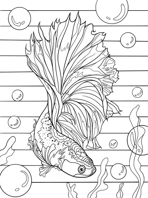 Beautiful Betta Fish Coloring Page