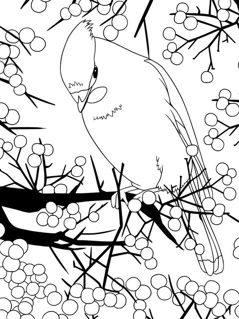 Bird on a Branch Coloring Page