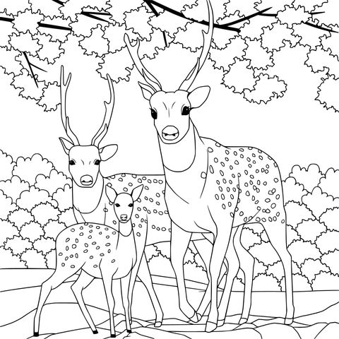 Deer Family in Forest Scene Coloring Page