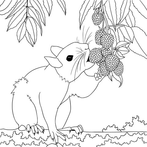 Cute Squirrel Eating Berries Coloring Page