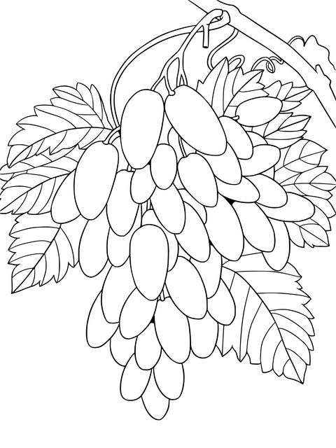 Coloring Page of a Bunch of White Grapes