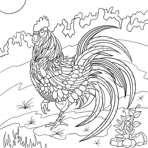 Colorful Rooster