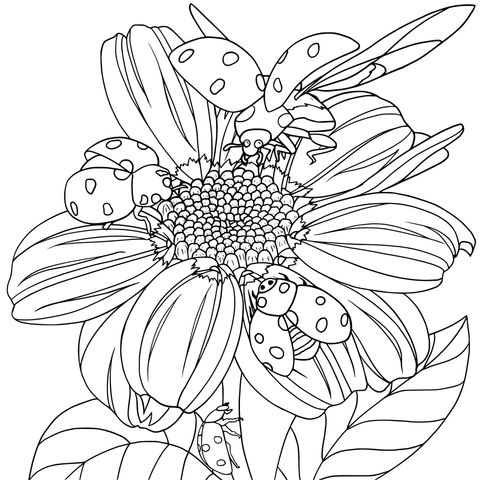 Página de Colorear de mariquitas y Flor