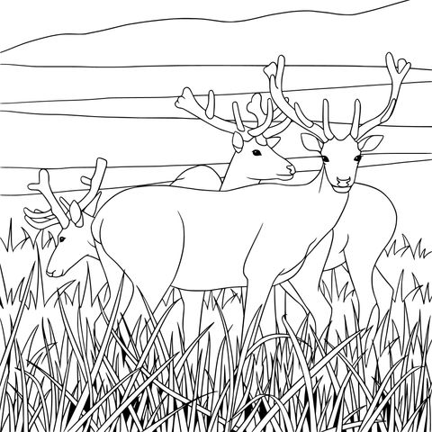 Coloring Page of a Deer Herd in the Landscape