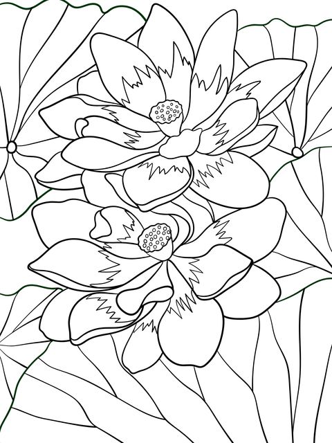 Gorgeous Twin Lotus Coloring Page