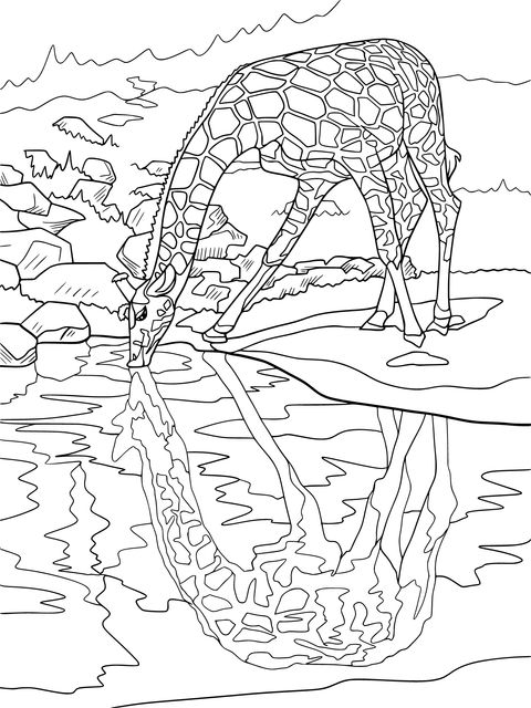 Giraffe Drinking Water Coloring Page