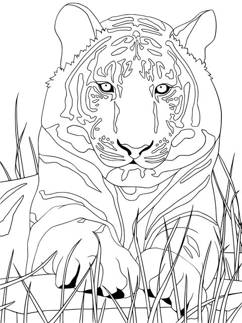 Majestic Tiger Coloring Page