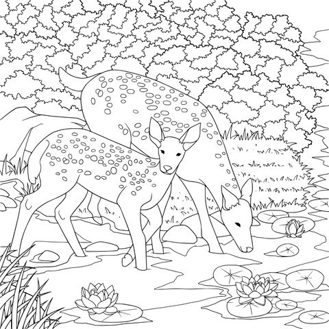 Parent - child Deer by the Stream Coloring Page