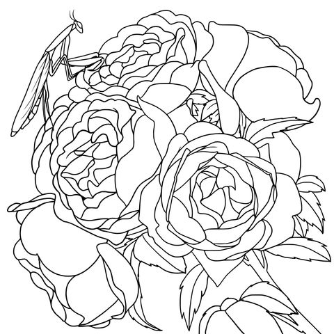 Página para colorear de rosas rojas y mantis