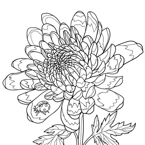 Purple Chrysanthemum and Ladybug Coloring Page