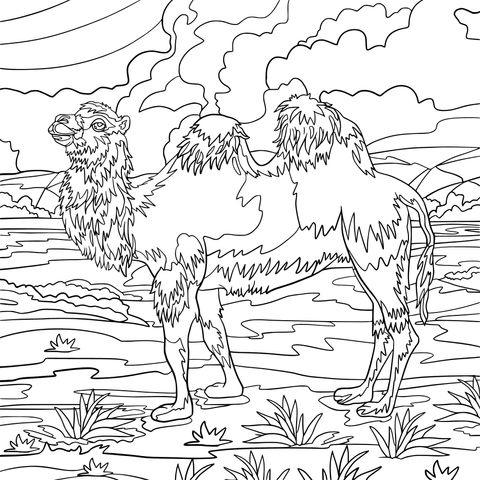 Bactrian Camel Coloring Page