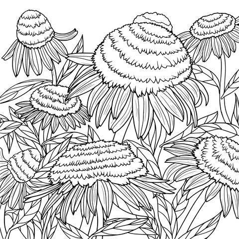 Pink Flower Coloring Page