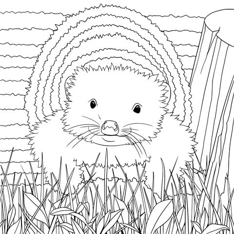 Hedgehog in the Grass