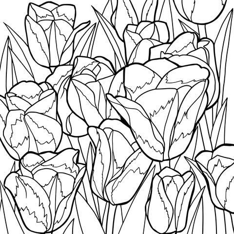 Tulip Coloring Page