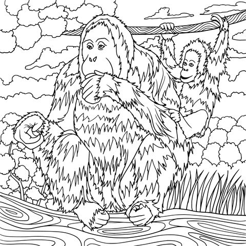 Mother Orangutan and Cub Coloring Page