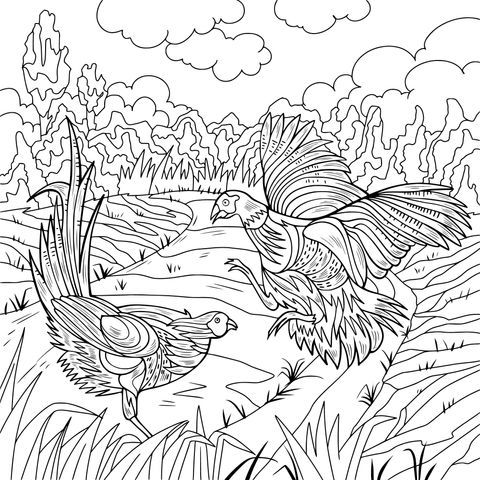 Coloring Page: Two Pheasants in the Field