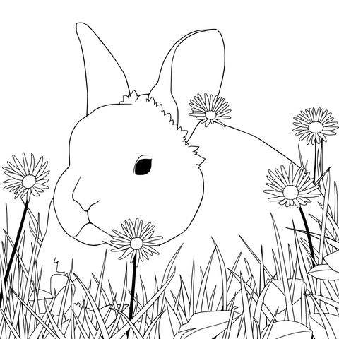 Rabbit on the Grass