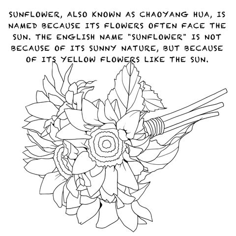 The Naming Origin of Sunflower