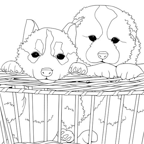 Two puppies in a basket