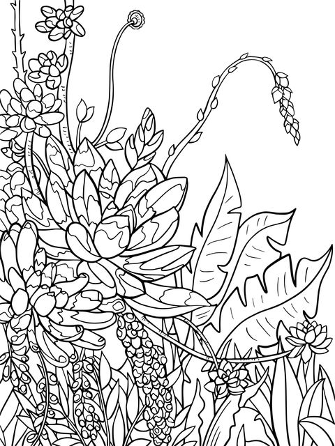 Colorful Succulent Plants Coloring Page