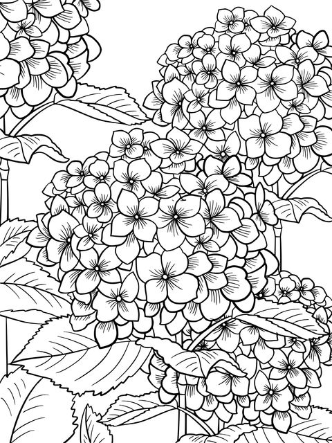 Hydrangea Coloring Page