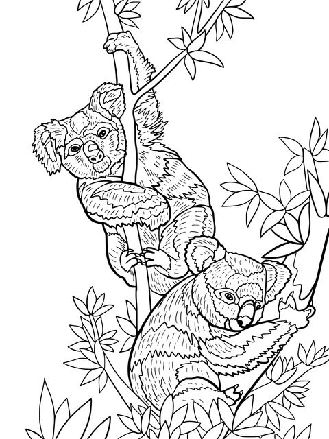 Koalas Climbing Trees Coloring Page