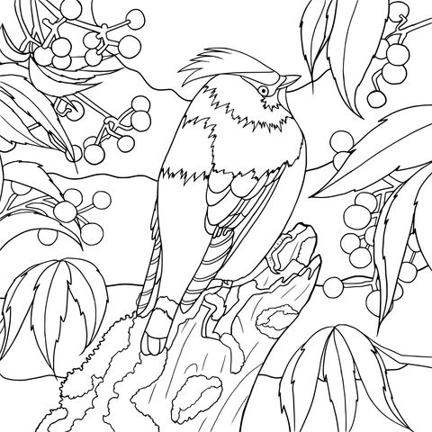 Waxwing with Red Berries and Green Leaves Coloring Page