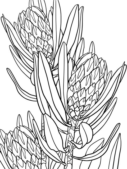 Página para colorear de la flor de Protea