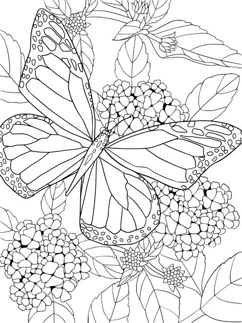 Beautiful Blue Butterfly and Yellow - Flowered Green - Leaf Coloring Page