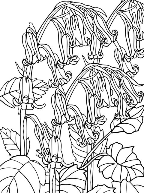 Bluebell Coloring Page: Beautiful Flower Patterns Await Your Colors