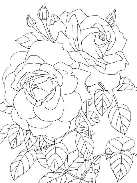 Beautiful Two - colored Rose Coloring Page