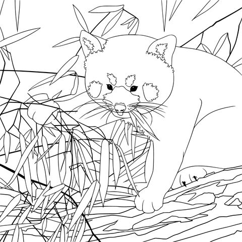 Red Panda Eating Bamboo Coloring Page