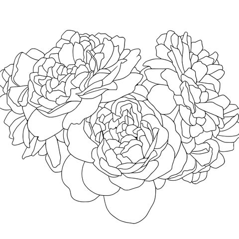 Beautiful Peony Coloring Page