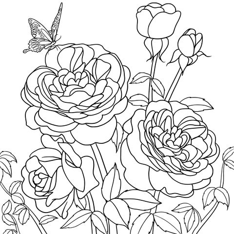 Página de colorear de mariposa y rosas moradas