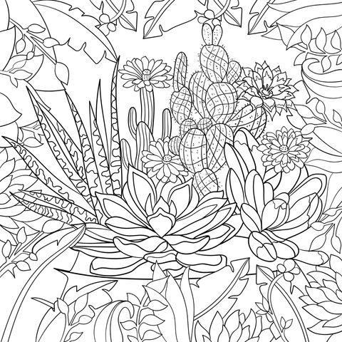 Colorful Succulent Plants Coloring Page