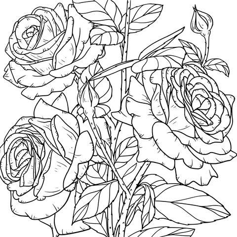 Blue Roses Coloring Page