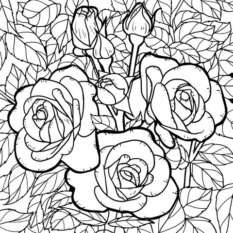 Página de Colorear de Rosas Rosadas