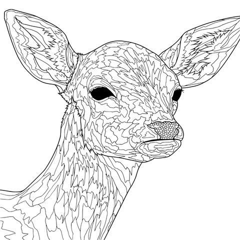 Adorable Fawn Coloring Page