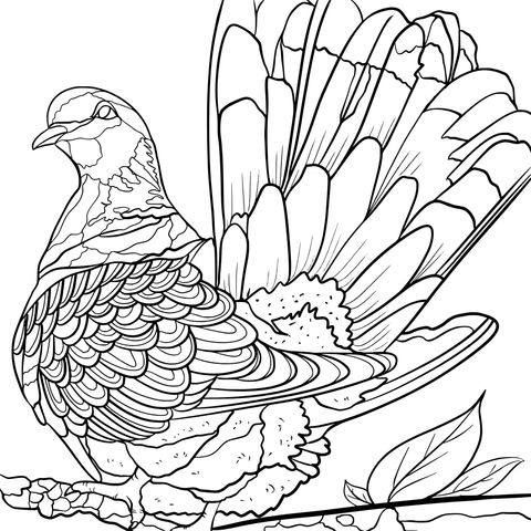 Gorgeous Colored Pigeon Coloring Page