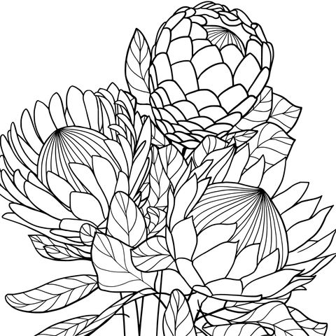 Protea Coloring Page: Gorgeous Flowers Await Your Coloring