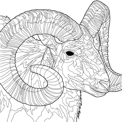 Exquisite Bighorn Sheep Coloring Page