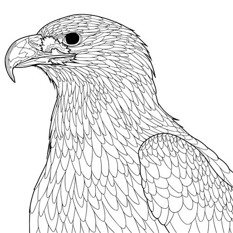 Golden Eagle Coloring Page: A Lifelike Raptor