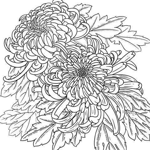 Double Chrysanthemum Coloring Page