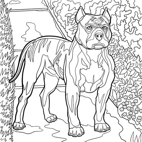 Página de colorir de um Pit Bull no caminho do jardim