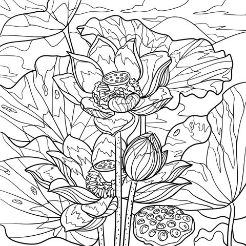 Beautiful Lotus Scenery Coloring Page